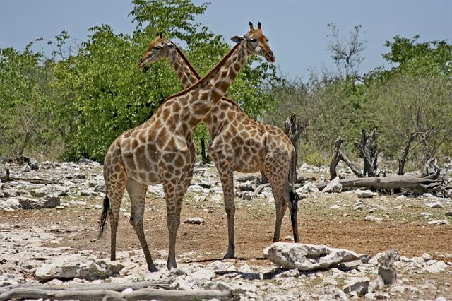 231 Etosha NP, giraf.JPG